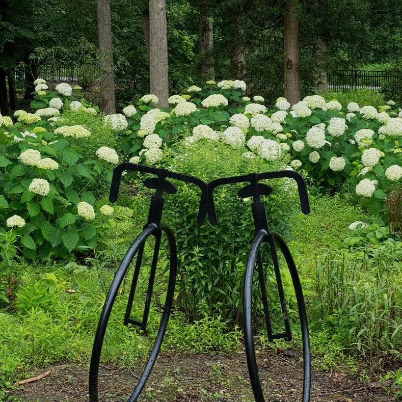 Annabelle Smooth Hydrangea - Hydrangea arborescens 'Annabelle'