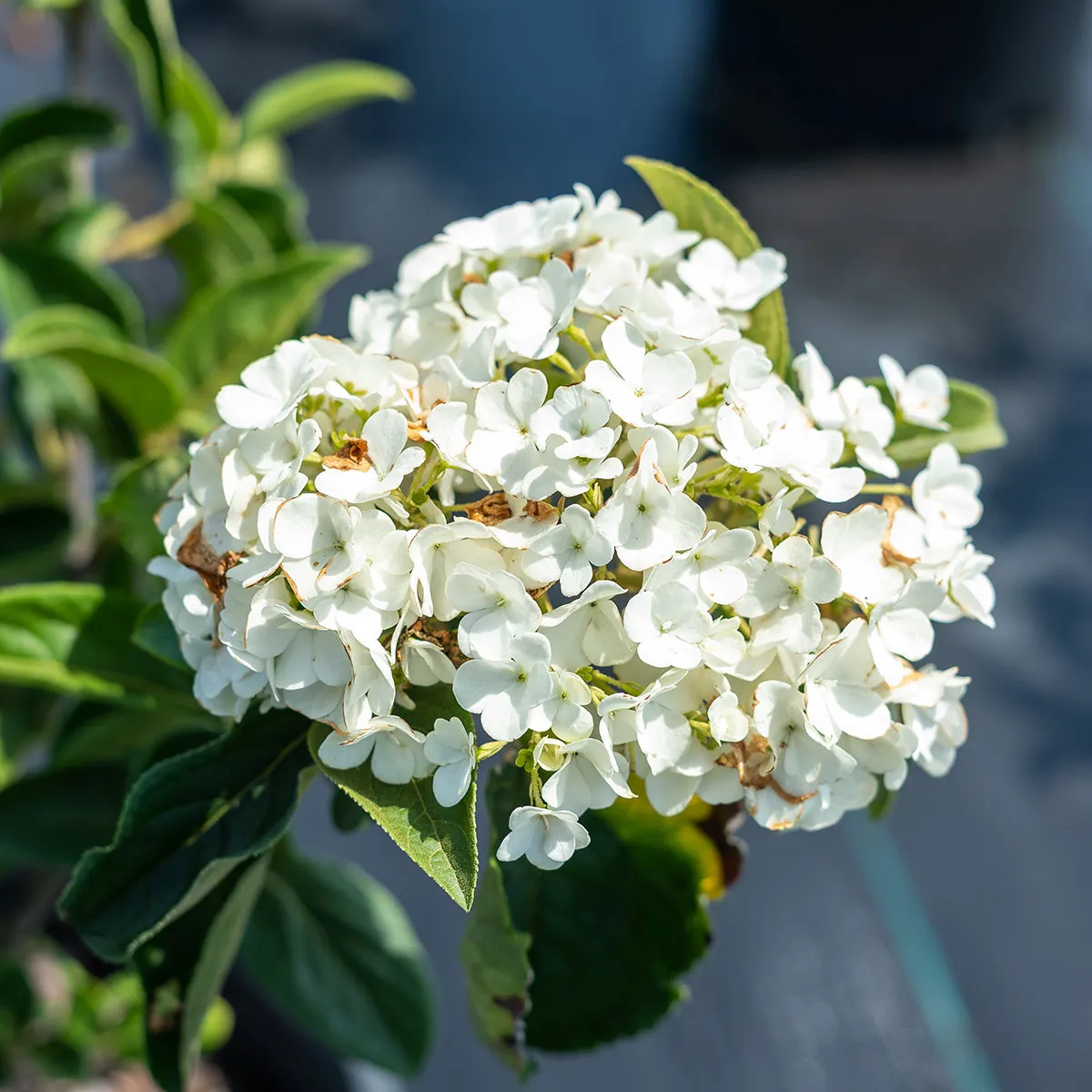 Chinese Snowball Viburnum Bush