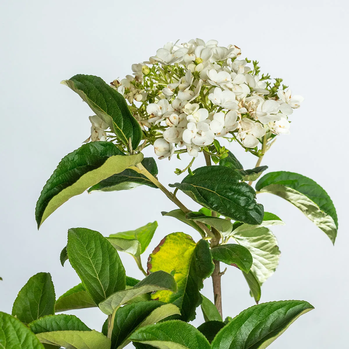 Chinese Snowball Viburnum Bush