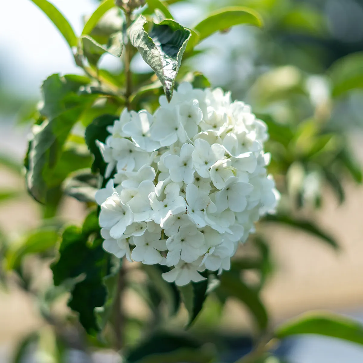 Chinese Snowball Viburnum Bush