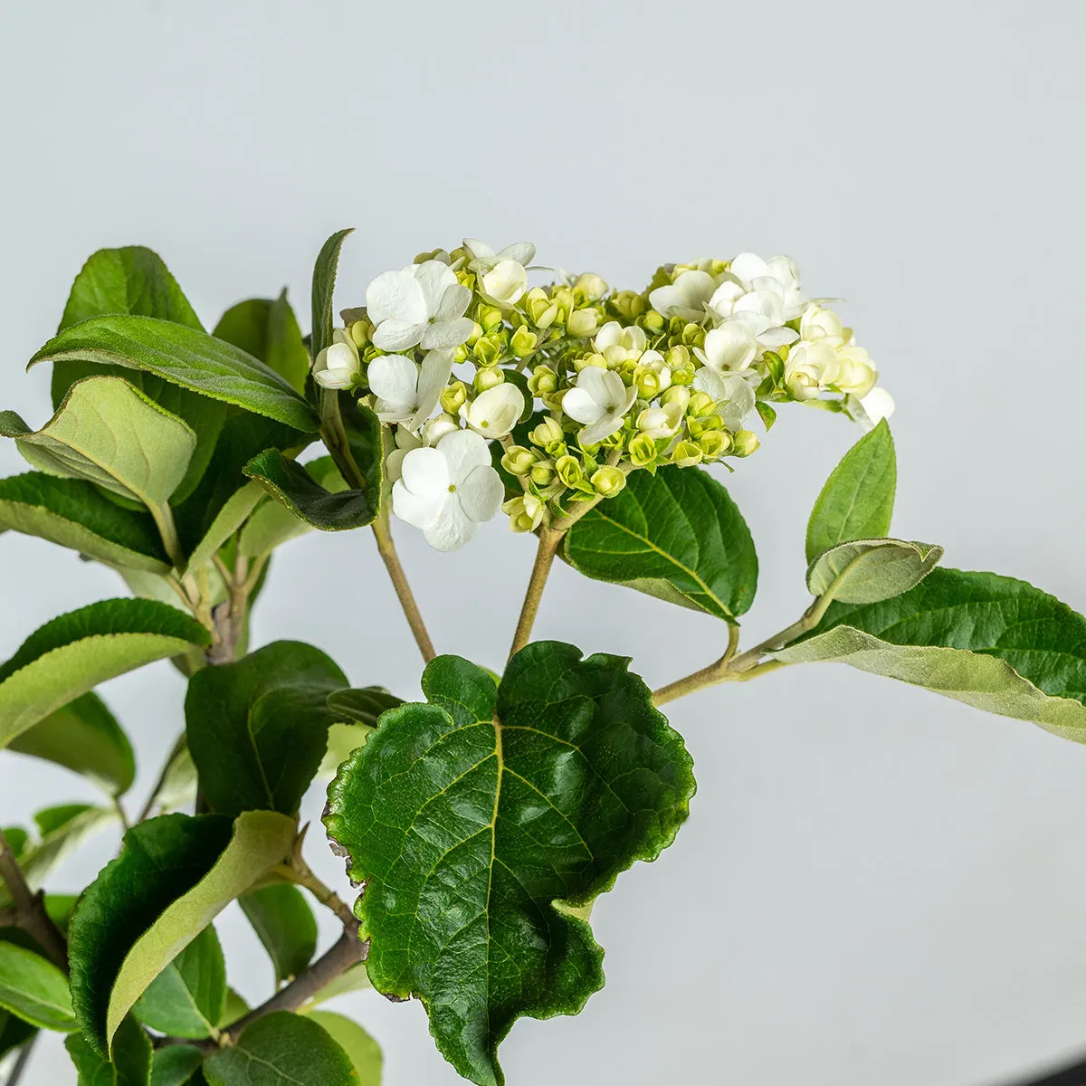 Chinese Snowball Viburnum Bush