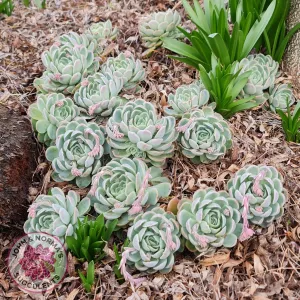 Echeveria elegans 'Mexican Snowball' Cutting/s