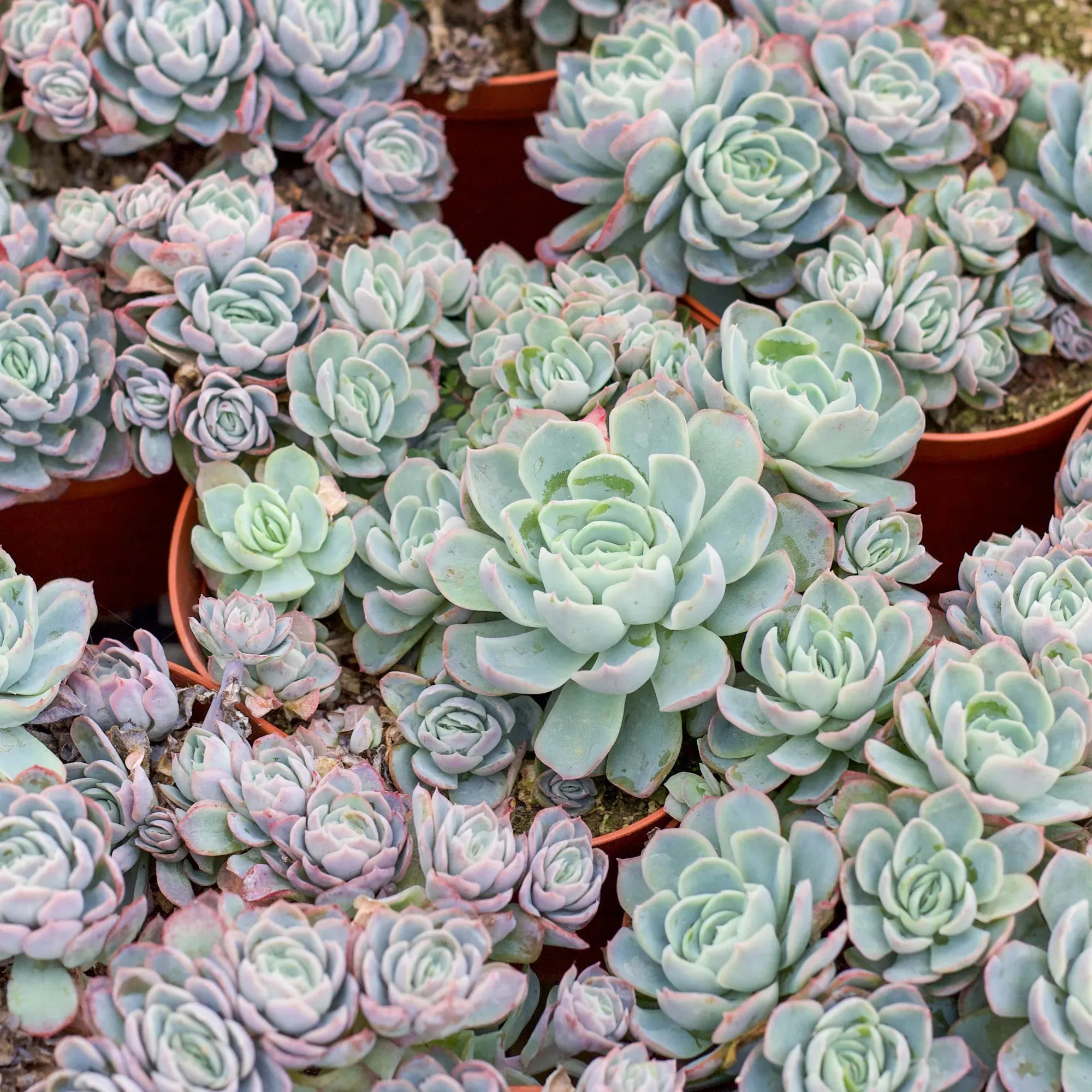 Echeveria elegans 'Mexican Snowball'