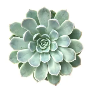 Echeveria elegans 'Mexican Snowball'