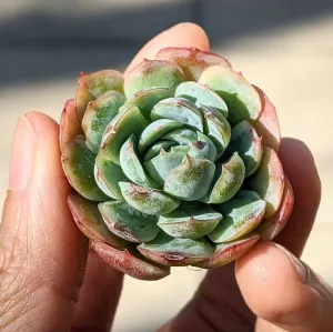 Echeveria Elegans 'Raspberry Ice'