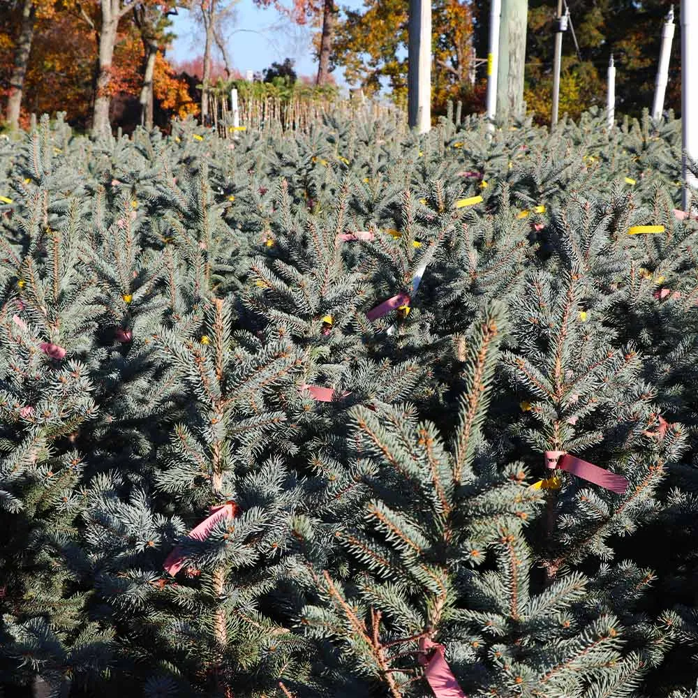 Fat Albert Colorado Blue Spruce