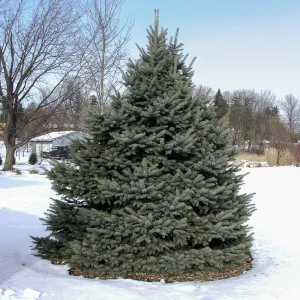 Fat Albert Colorado Blue Spruce